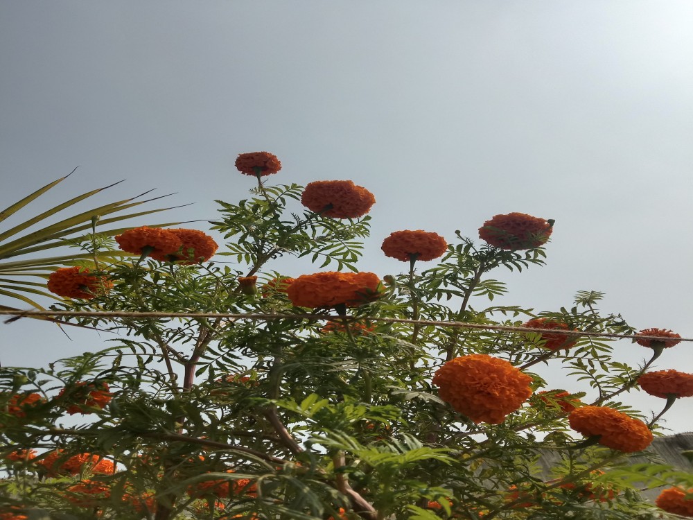 Slider Image of Hashmat Uddin High School