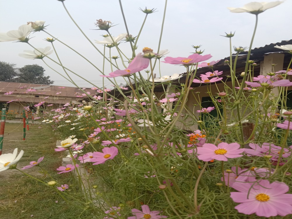 Slider Image of Hashmat Uddin High School